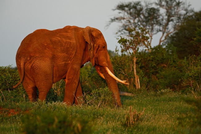 尼日利亞將對野生動物販運者處以更嚴厲的罰款和監禁